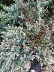 Juniperus communis