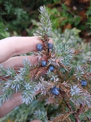 Juniperus communis