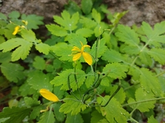 Chelidonium majus