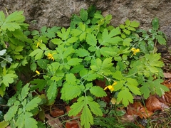 Chelidonium majus