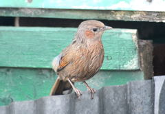 Trochalopteron lineatum