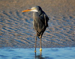 Egretta gularis