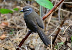 Montecincla fairbanki