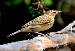 Anthus nilghiriensis
