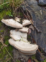 Trametes gibbosa
