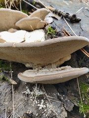 Trametes gibbosa