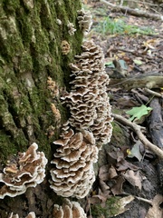 Trametes versicolor