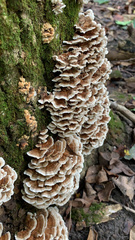 Trametes versicolor