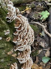 Trametes versicolor