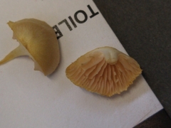 Entoloma sericellum