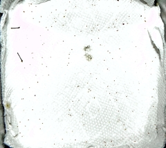 Apodrepanulatrix liberaria