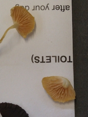 Entoloma sericellum