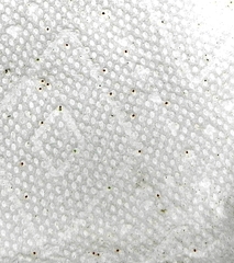 Apodrepanulatrix liberaria