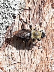 Laphria affinis