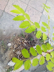 Magnoliopsida