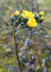 Pilosella cymosa