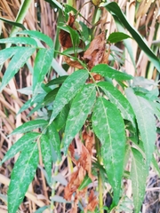 Sambucus ebulus