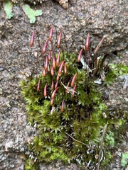 Ptychostomum creberrimum