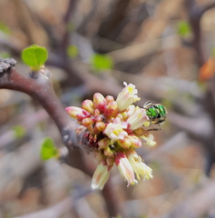 Jatropha oaxacana