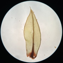Ptychostomum creberrimum