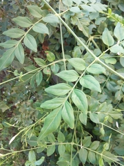 Jasminum grandiflorum