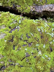 Gymnostomum aeruginosum