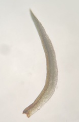 Gymnostomum aeruginosum