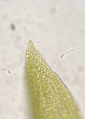 Gymnostomum aeruginosum