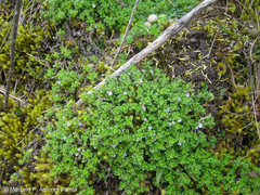 Clinopodium nubigenum