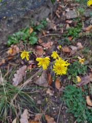 Hieracium murorum