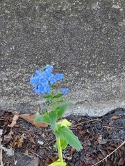 Angiospermae