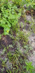 Solidago gracillima