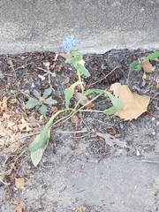 Angiospermae