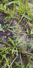 Solidago gracillima