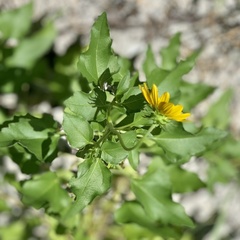Helianthus debilis image