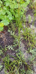 Solidago gracillima