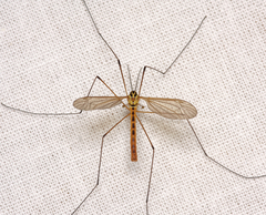 Nephrotoma flavescens