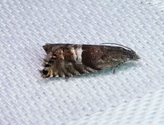 Sereda tautana