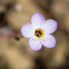 Leptosiphon ambiguus