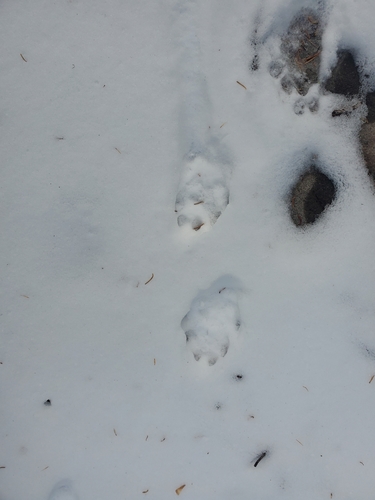 iNaturalist observation photo of North American River Otter