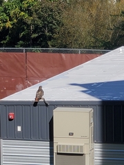 Buteo jamaicensis
