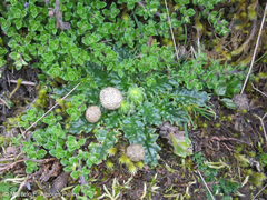 Senecio repens