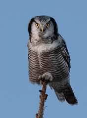 Northern Hawk-Owl photo 5