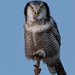 Northern Hawk Owl - Photo (c) vyatka, all rights reserved, uploaded by vyatka