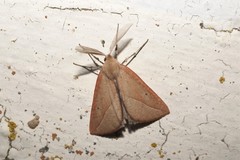 Compsoptera opacaria