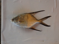 Trachinotus goodei