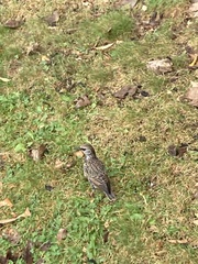 Sturnus vulgaris