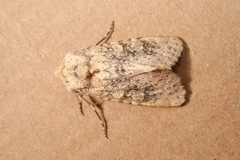 Polymixis argillaceago