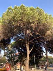 Pinus pinea