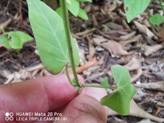 Cynanchum ovalifolium